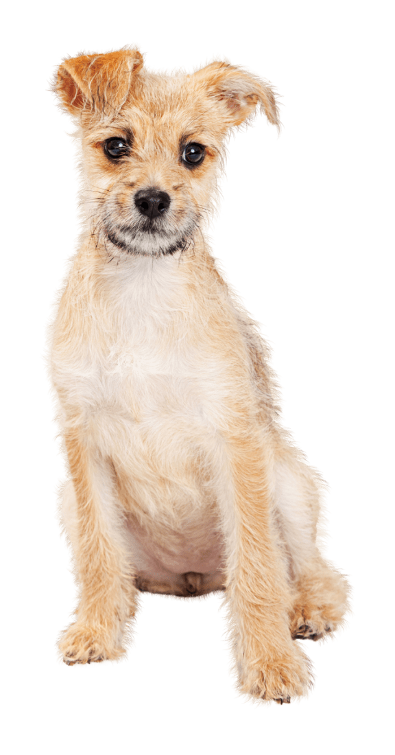 Small dog friendly hotsell apartments